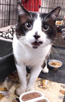 Rescue Domestic Short Hair and Snowshoe Cats for Adoption in Ogden, Utah - Kitty Snowshoe | PetCurious