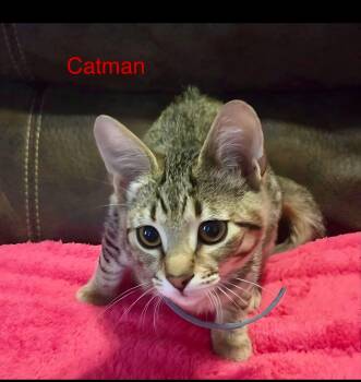Catman -  Tabby Cat for Adoption in Wyandotte, Michigan - Catman | PetCurious
