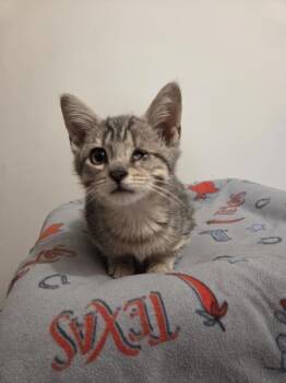 Jolly Roger -  Domestic Short Hair Cat for Adoption in Winnipeg, Manitoba - Jolly Roger | PetCurious