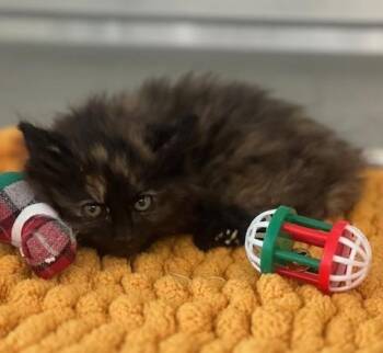 61264516 -  Domestic Medium Hair Cat for Adoption in Elko, Nevada - 61264516 | PetCurious