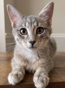 Caline -  Tabby Cat for Adoption in Allen, Texas - Caline | PetCurious