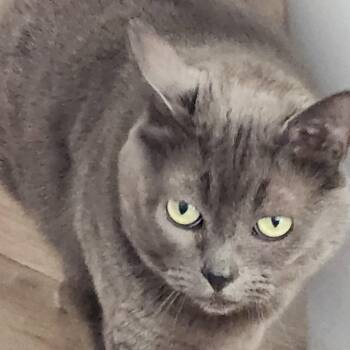 Emma -  Domestic Short Hair Cat for Adoption in Anacortes, Washington - Emma | PetCurious