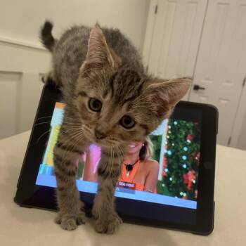 Nolan -  Domestic Short Hair Cat for Adoption in Chicago, Illinois - Nolan | PetCurious