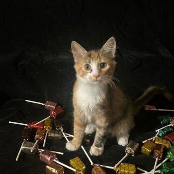 Rescue Domestic Short Hair Cats for Adoption in Castro Valley, California - Lollipop (& Tiger Lily) | PetCurious