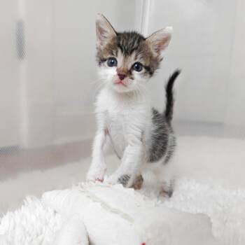Rye -  Domestic Short Hair Cat for Adoption in New Orleans, Louisiana - Rye | PetCurious