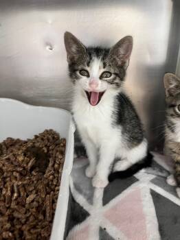 Domestic Short Hair Cats Available for Adoption in Pomona, New York - Beth March | PetCurious