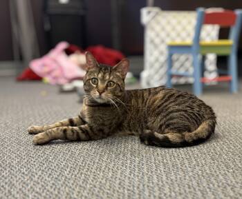 Tailspin -  Domestic Short Hair Cat for Adoption in New Baltimore, Michigan - Tailspin | PetCurious