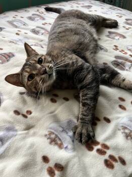 Rescue Domestic Short Hair Cats for Adoption in Glen Raven, North Carolina - HEMERA-read My Bio - Unique Personality | PetCurious