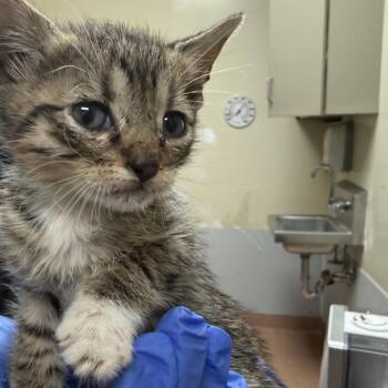 Domestic Short Hair Cats Available for Adoption in Columbus, Georgia - 4/23/2026-Stray-ApexRoad-1 | PetCurious