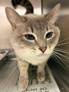 Nala -  Siamese Cat for Adoption in Columbia, Missouri - Nala | PetCurious