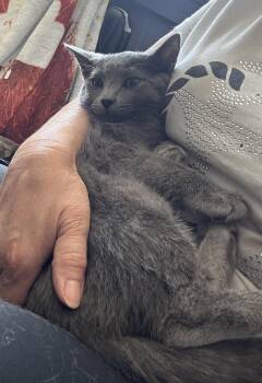 Coca -  Russian Blue Cat for Adoption in Brampton, Ontario - Coca | PetCurious