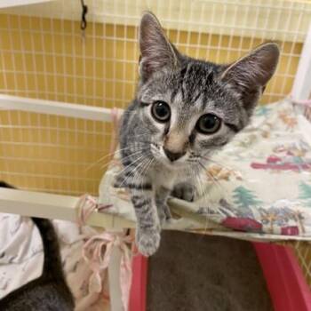 Moni -  Domestic Short Hair Cat for Adoption in Richmond, Virginia - Moni | PetCurious