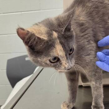 Domestic Short Hair Cats Available for Adoption in Chattanooga, Tennessee - Ms. Dimple | PetCurious