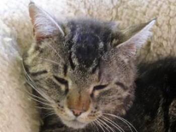 Marcus -  Domestic Short Hair and Tabby Cat for Adoption in Butte, Montana - Marcus | PetCurious