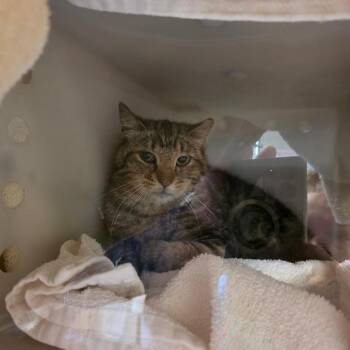 Leroy -  Domestic Short Hair Cat Available for Adoption in Bristol, Indiana - Leroy | PetCurious
