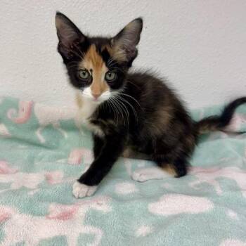 Peach -  Domestic Short Hair Cat for Adoption in Long Beach, California - Peach | PetCurious