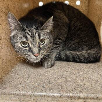 Domestic Medium Hair Cats Available for Adoption in Philadelphia, Pennsylvania - Pounce | PetCurious