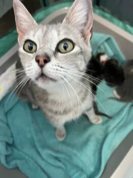 Domestic Short Hair and Tabby Cats Available for Adoption in Emerald Isle, North Carolina - Eloise | PetCurious