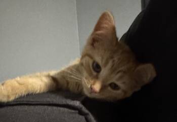 Domestic Short Hair and Tabby Cats Available for Adoption in Poplar Grove, Illinois - Spicy Meatball | PetCurious