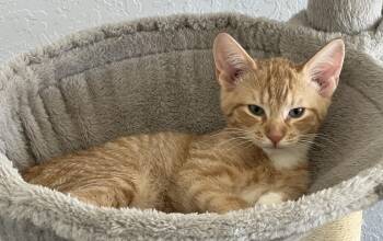 Peanut -  Domestic Short Hair Cat for Adoption in Pasco, Washington - Peanut | PetCurious