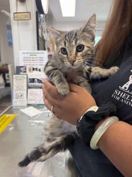 Darla -  Domestic Medium Hair Cat for Adoption in Ontario, California - Darla | PetCurious