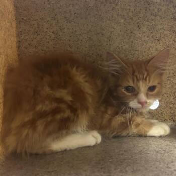 Lineman -  Domestic Short Hair Cat for Adoption in Asheville, North Carolina - Lineman | PetCurious