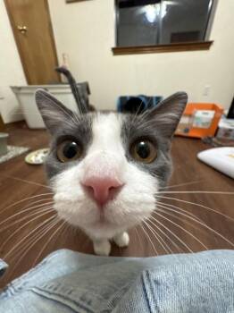 Countess Custard -  Domestic Short Hair Cat for Adoption in Dallas, Texas - Countess Custard | PetCurious