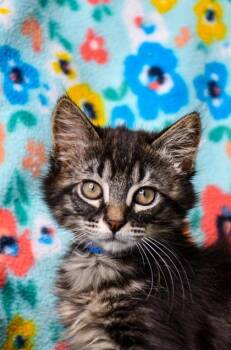 Oak -  Domestic Long Hair and Domestic Short Hair Cat for Adoption in Yakima, Washington - Oak | PetCurious
