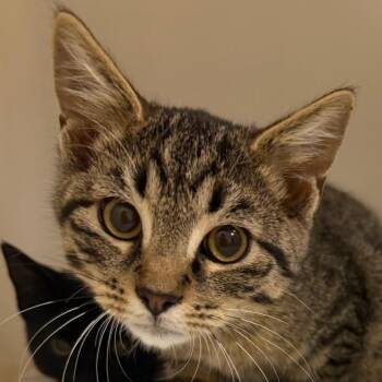 Curry -  Domestic Short Hair Cat for Adoption in Zanesville, Ohio - Curry | PetCurious
