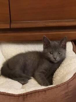 Tom -  Domestic Short Hair Cat for Adoption in Westland, Michigan - Tom | PetCurious