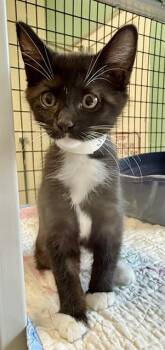 SWEETIE -  Domestic Short Hair Cat for Adoption in Sarasota, Florida - SWEETIE | PetCurious