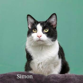 Domestic Short Hair Cats Available for Adoption - Simon | PetCurious