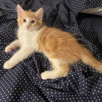 Hamsa -  Domestic Medium Hair Cat Available for Adoption in San Tan Valley, Arizona - Hamsa | PetCurious