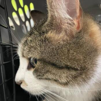 Tyler -  Domestic Short Hair Cat for Adoption in Des Moines, Iowa - Tyler | PetCurious
