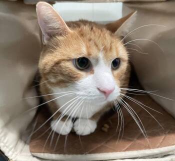 Captain Creamsicle -  Domestic Short Hair Cat for Adoption - Captain Creamsicle | PetCurious