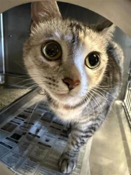 Gracie -  Domestic Short Hair Cat for Adoption in Largo, Florida - Gracie | PetCurious