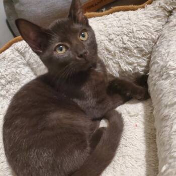 Rescue Domestic Short Hair Cats for Adoption in Granville, Ohio - Laila | PetCurious