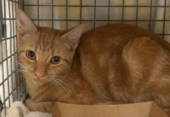 Hukilau -  Domestic Short Hair Cat for Adoption in Honolulu, Hawaii - Hukilau | PetCurious