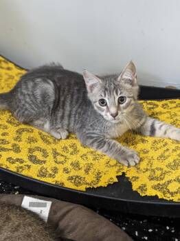 Flash -  Domestic Short Hair Cat for Adoption in Lewisburg, Tennessee - Flash | PetCurious