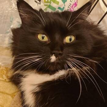 Rescue Tuxedo Cats for Adoption in Bowie, Maryland - Jackie | PetCurious