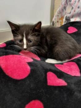 Angus -  Domestic Short Hair Cat Available for Adoption in Parlier, California - Angus | PetCurious