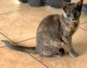 Dilute Tortoiseshell Cats Available for Adoption - Basil | PetCurious