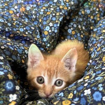 Rescue Tabby Cats for Adoption in Pinole, California - Noodle | PetCurious