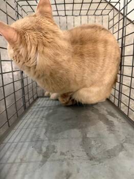 BEEZ -  Domestic Medium Hair Cat for Adoption in Dallas, Texas - BEEZ | PetCurious