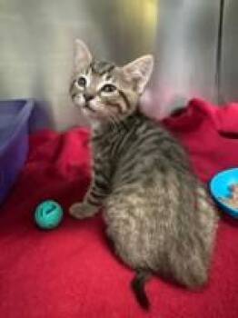 Ray-Bonded to Akon -  Domestic Short Hair Cat for Adoption in Manitowoc, Wisconsin - Ray-Bonded To Akon | PetCurious