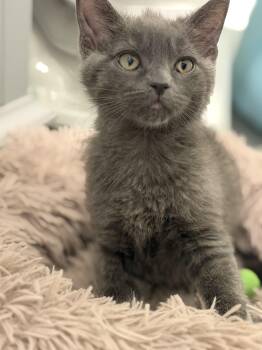 Grey -  Domestic Short Hair Cat for Adoption in Hurricane, Utah - Grey | PetCurious