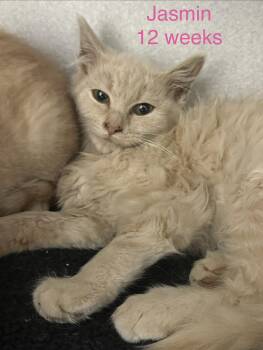 Jasmin -  Domestic Medium Hair Cat for Adoption in Fayetteville, West Virginia - Jasmin | PetCurious