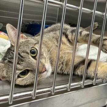 Fuzzy Hedgehog -  Domestic Short Hair Cat for Adoption in Philadelphia, Pennsylvania - Fuzzy Hedgehog | PetCurious
