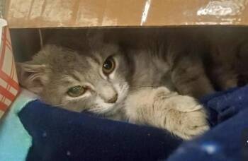 LUNA -  Domestic Short Hair Cat for Adoption in St. Louis, Missouri - LUNA | PetCurious