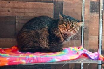 Toulouse -  Domestic Medium Hair Cat for Adoption in Loogootee, Indiana - Toulouse | PetCurious